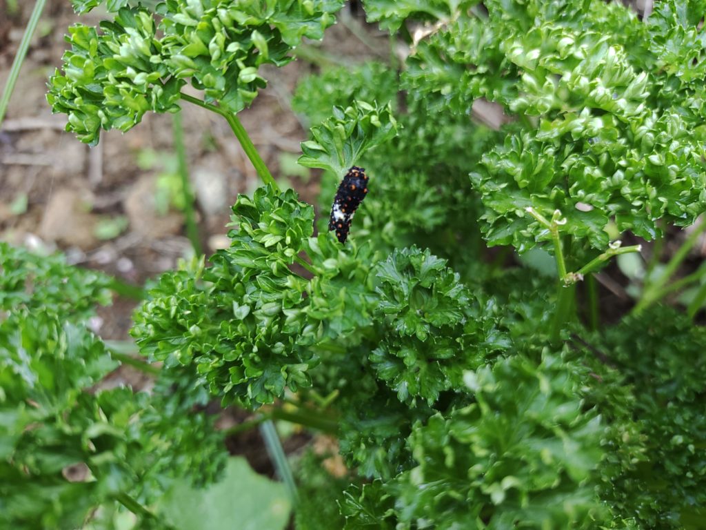 パセリを食べているアゲハの幼虫の写真
